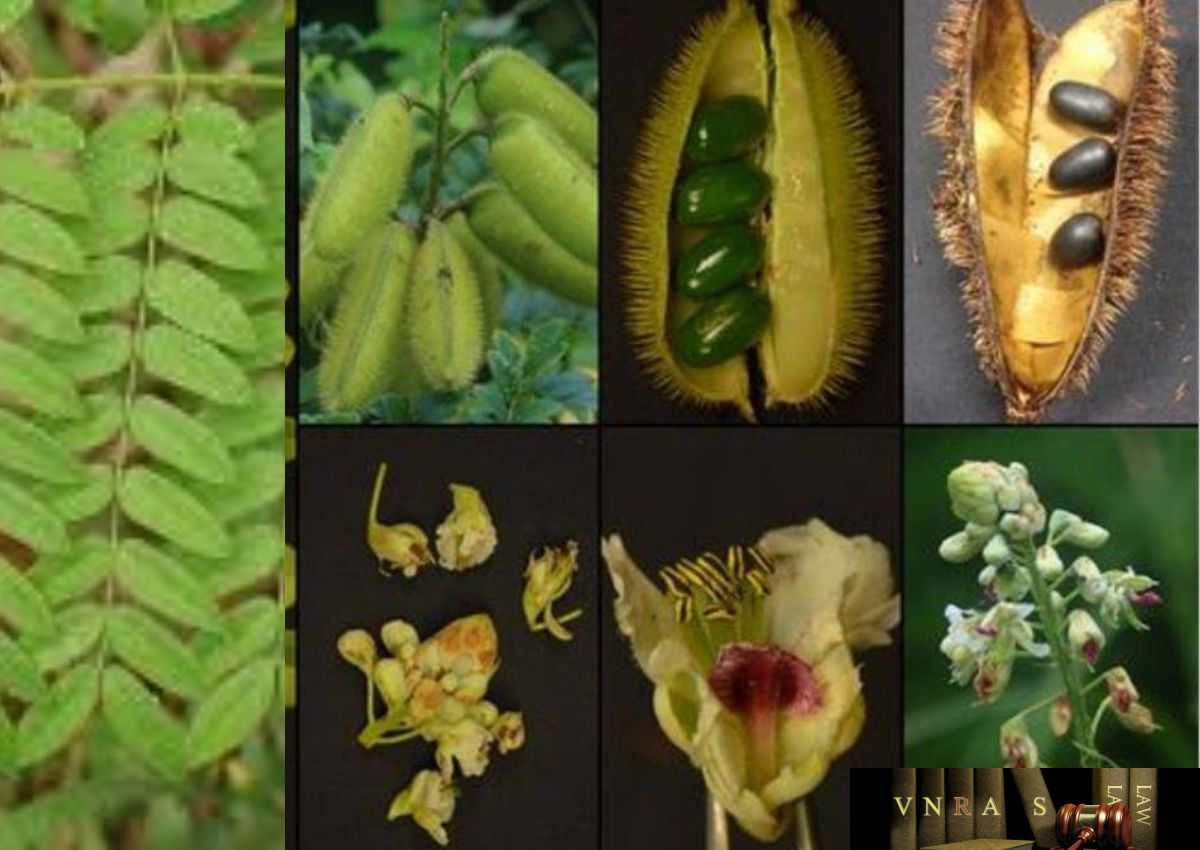 Cây Vuốt Hùm