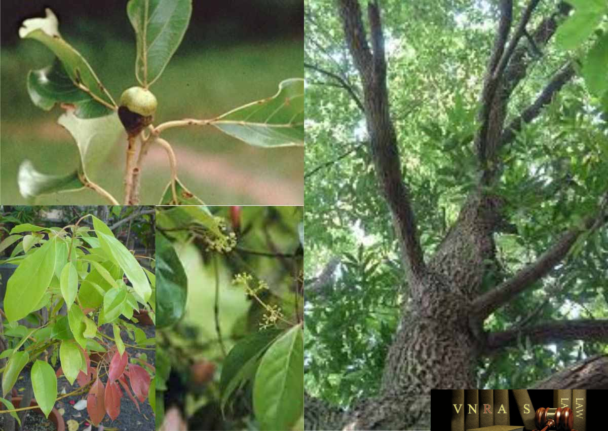 Cây Xá Xị
