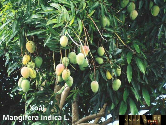 Tinosporae Radix - xoai Cây Xoài