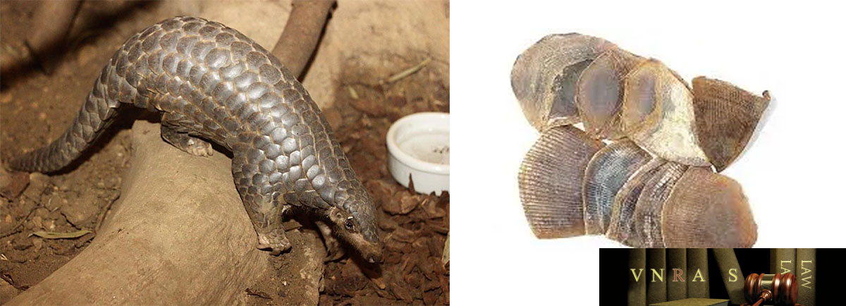 Xuyên Sơn Giáp