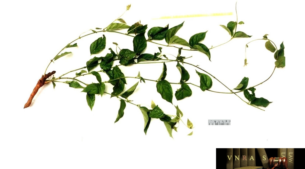 Hình 24.1: Cây lá ngón gây ngộ độc ở một bệnh nhân(Trung tâm chống độc bệnh viện Bạch Mai)