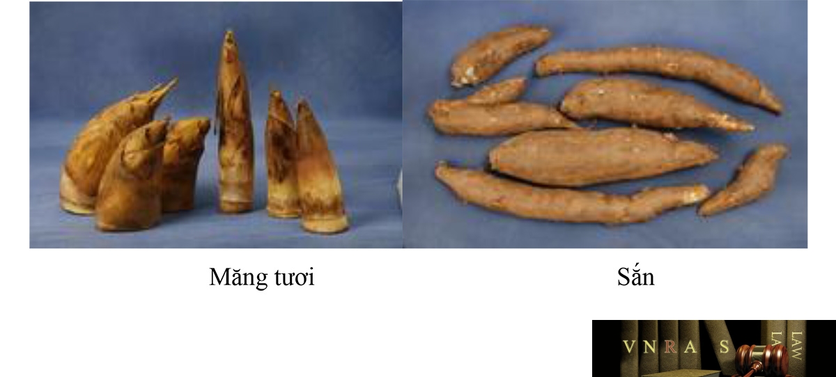 Hình 34.1: Măng tươi (bên trái), củ sắn (bên phải)